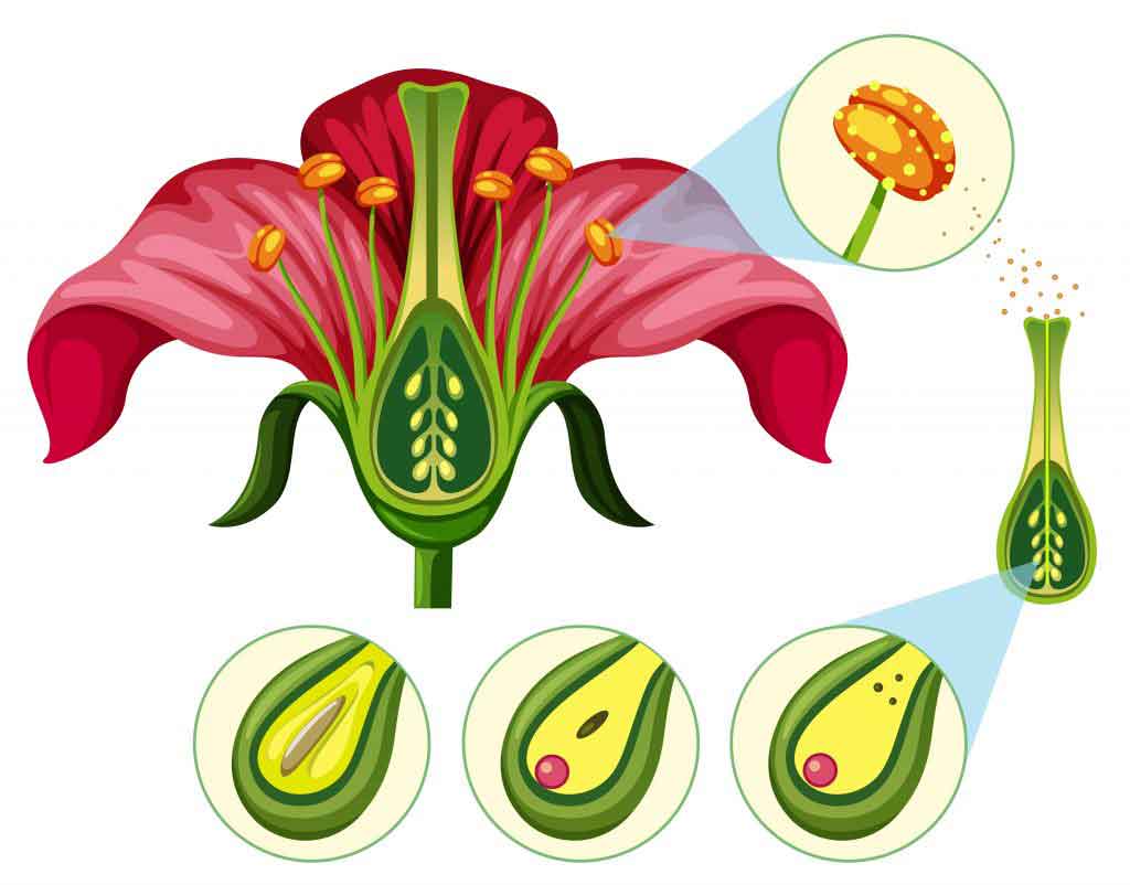 Explain The Natural Methods Of Asexual Reproduction Bitwise Academy 6225