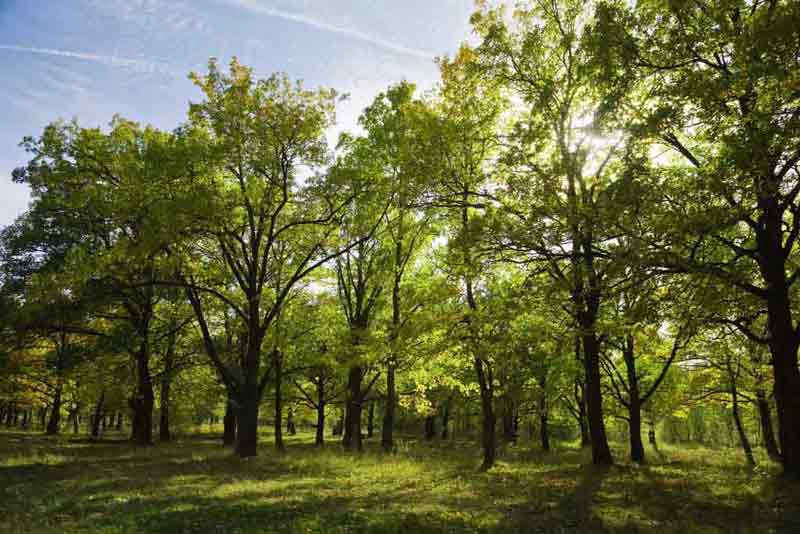 Describe The Evolution Of Gymnosperms BitWise Academy
