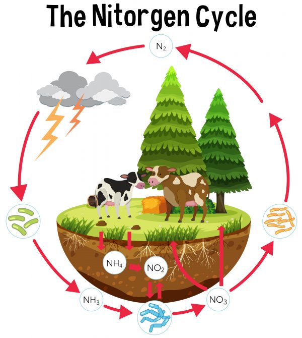 How do human affect the Nitrogen cycle? - bitWise Academy