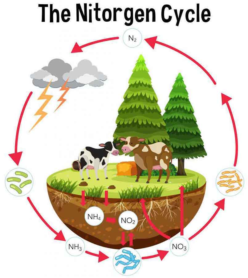 how-does-the-use-of-fertilizer-affect-the-nitrogen-cycle