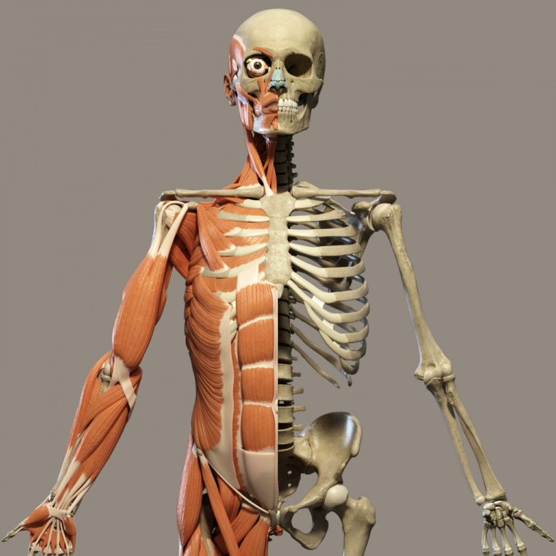 What is Human anatomy and physiology? - bitWise Academy