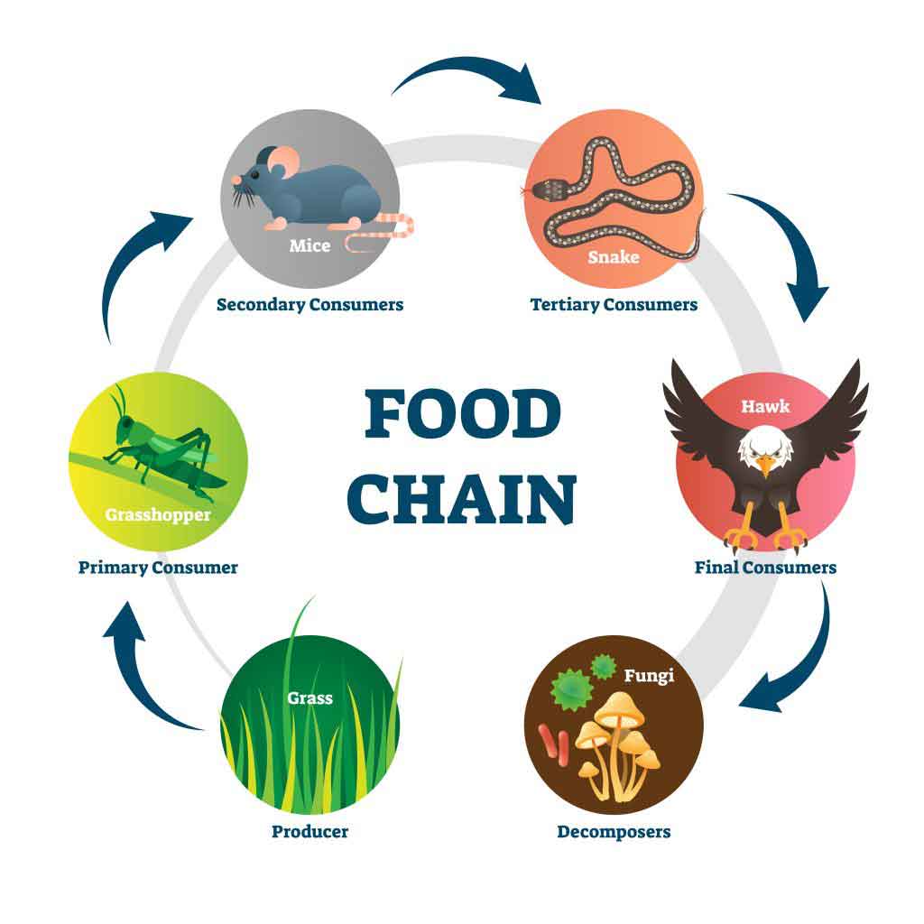 Explain The Difference Between Food Chain And Food Web BitWise Academy