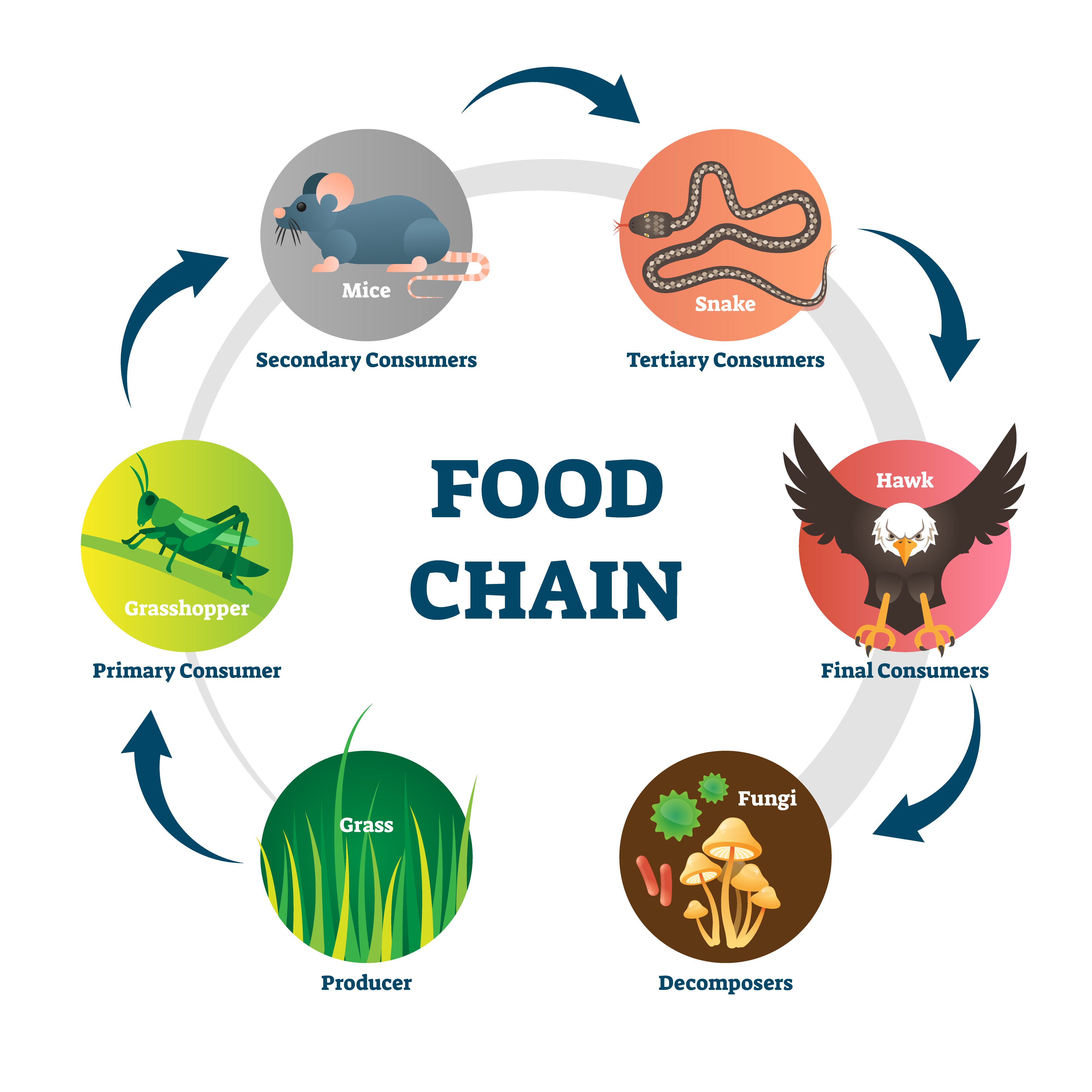 essay about food chain and food web