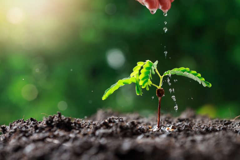 How do the plants absorb the minerals? bitWise Academy