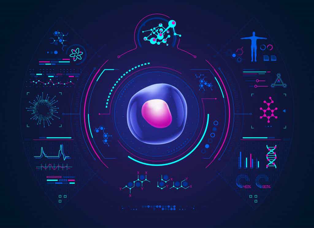 What is stem cell theory? - bitWise Academy